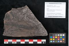 Foto (Objekt + Etikett) von Noeggerathia palmaeformis Goeppert (NHMW-GEO-2024-0188-10747)